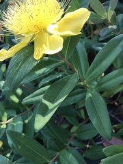 Hypericum calycinum