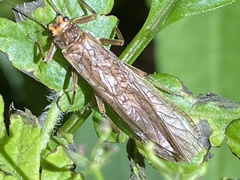 Peltoperlidae