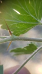 Ribes roezlii roezlii