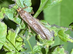 Peltoperlidae