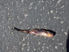Ameiurus nebulosus
