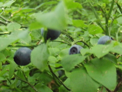 Vaccinium myrtillus