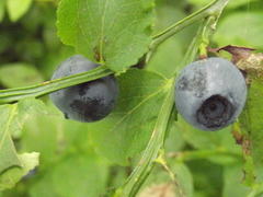 Vaccinium myrtillus