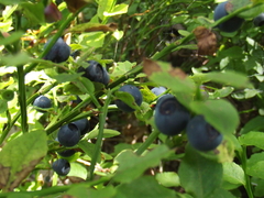 Vaccinium myrtillus