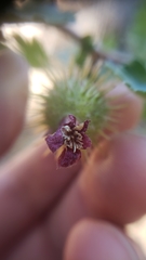 Ribes roezlii roezlii