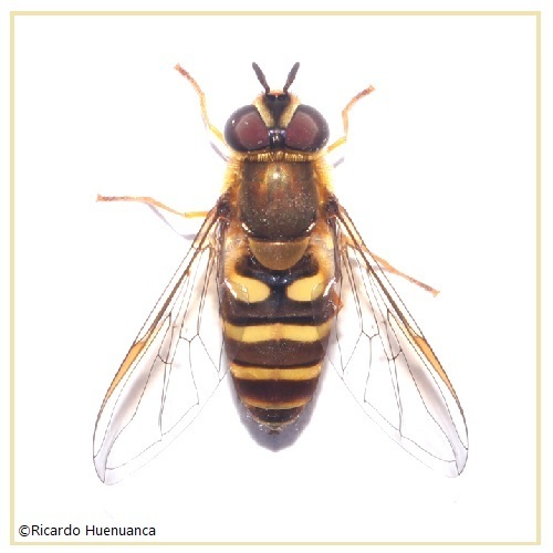 Syrphus reedi