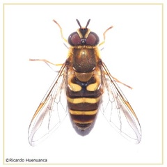 Syrphus reedi