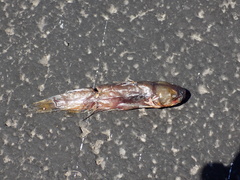 Ameiurus nebulosus
