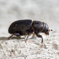 Dendroctonus terebrans