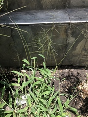 Digitaria velutina