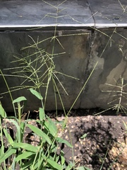 Digitaria velutina