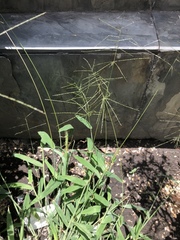 Digitaria velutina