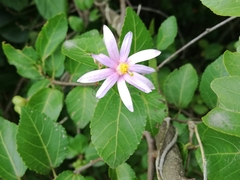 Grewia occidentalis occidentalis
