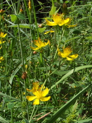 Hypericum pulchrum