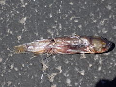 Ameiurus nebulosus
