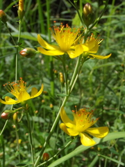 Hypericum pulchrum