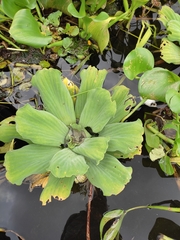 Pistia stratiotes