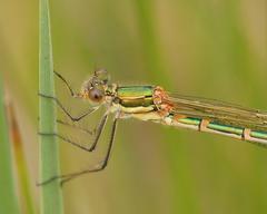 Austrolestes cingulatus
