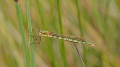 Austrolestes cingulatus