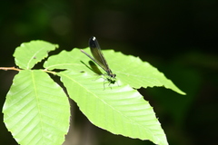 Calopteryx maculata