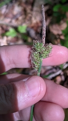 Carex vestita