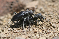 Cicindela plutonica