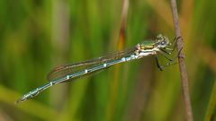 Austrolestes cingulatus