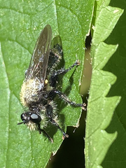 Laphria flavicollis