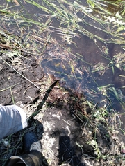 Crotalus polystictus