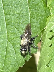 Laphria flavicollis
