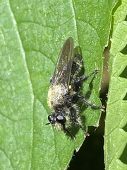 Laphria flavicollis