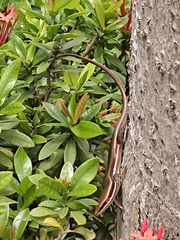 Marisora brachypoda