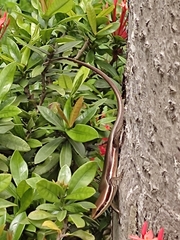 Marisora brachypoda