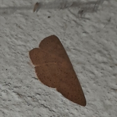 Cyclophora obstataria