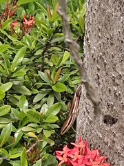 Marisora brachypoda
