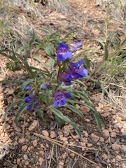 Penstemon glaber alpinus