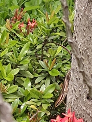 Marisora brachypoda