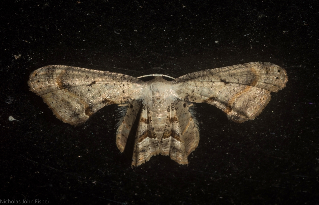 Phazaca leucocephala