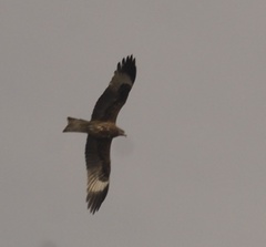 Milvus migrans
