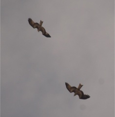 Milvus migrans
