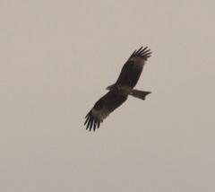 Milvus migrans