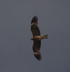 Milvus migrans