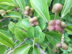 Grewia occidentalis occidentalis