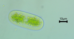 Cylindrocystis