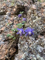 Aquilegia saximontana