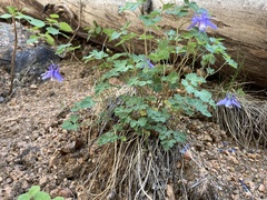 Aquilegia saximontana