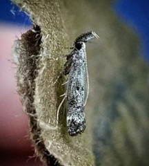 Dichomeris inversella