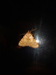 Aglossa pinguinalis