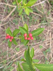 Rauvolfia tetraphylla