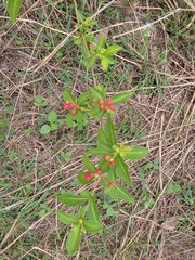 Rauvolfia tetraphylla